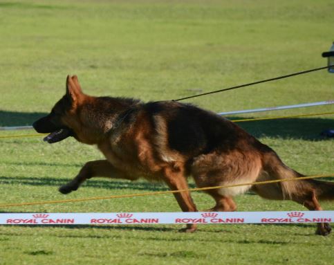 Carlo zur Medbacher Muhle, V2 Vita Nova show 2014